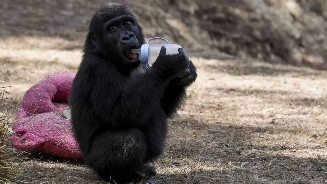 Nijerya’dan Türkiye’ye “Zeytin” tepkisi