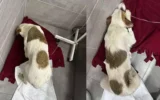 Muğla’da kahreden olay: Yavru köpekleri tüfe... Muğla’da kahreden olay: Yavru köpekleri tüfe...