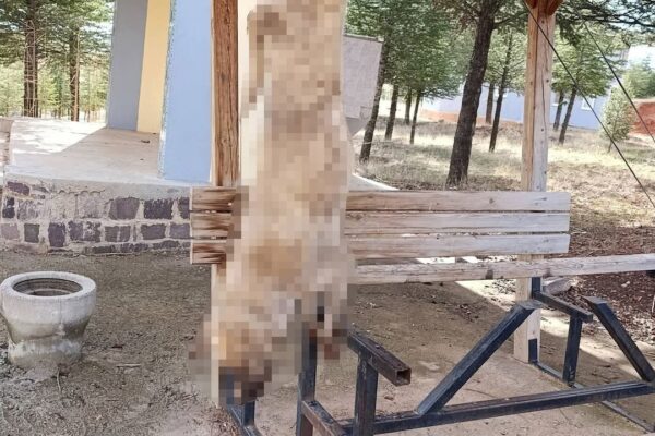 Afyonkarahisar’da dehşet: Köpek, işkence yap... Afyonkarahisar’da dehşet: Köpek, işkence yap...